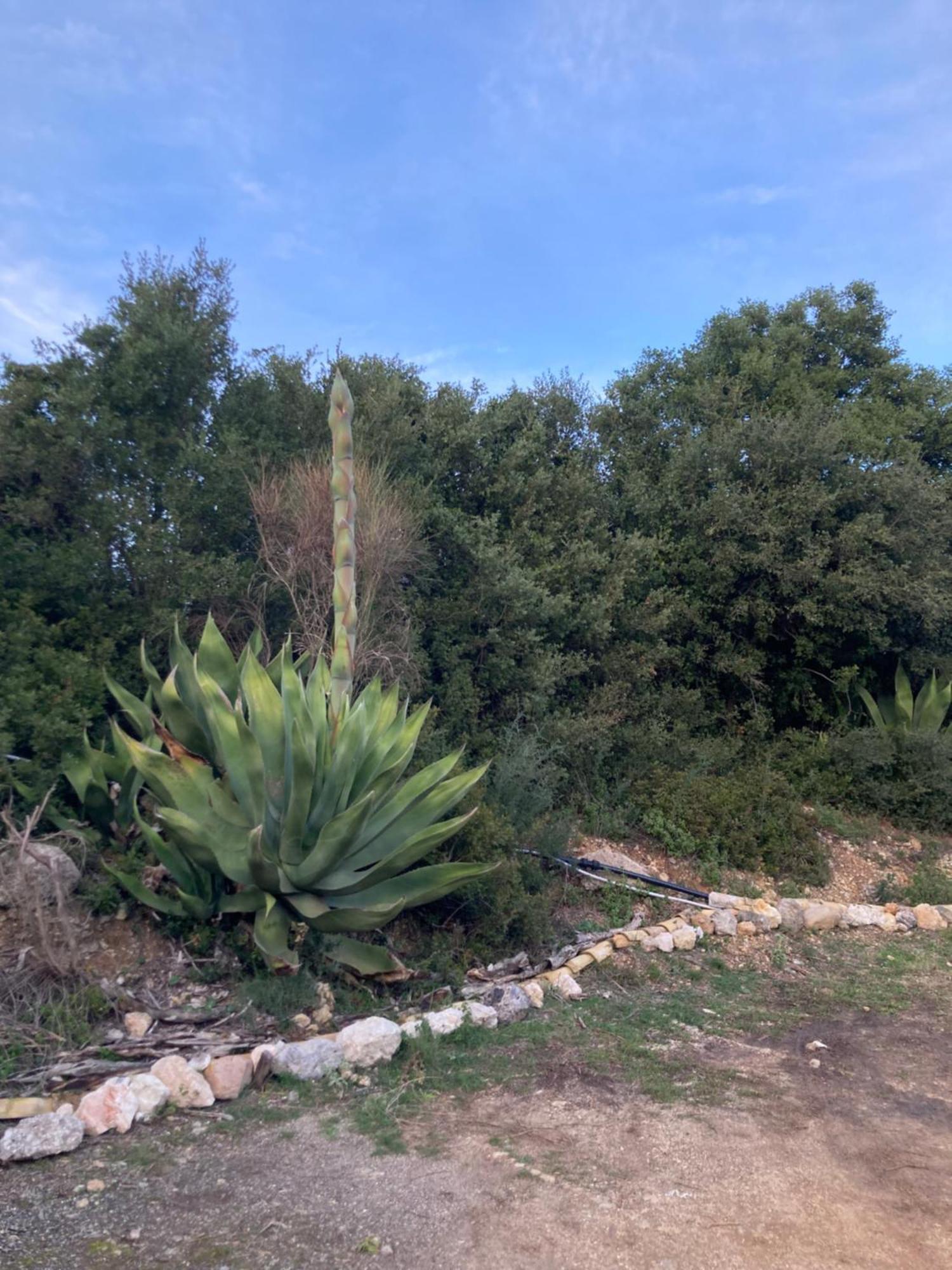 Kokkini Peach Budget Kokkínion Exterior foto